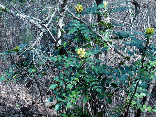 {Mahonia bealei}